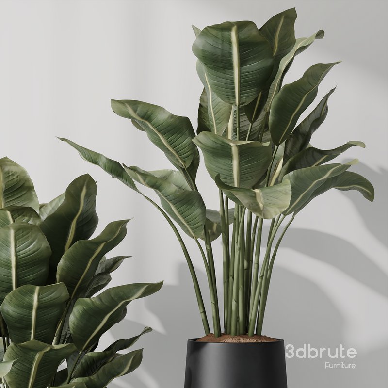 HQ Plants Bird Of ParadiseBird Vase Set05 Image 5