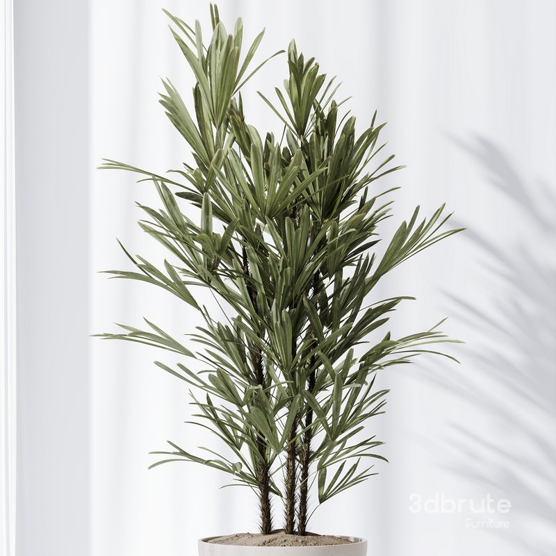 HQ Plants Rhapis Excelsa Lady Palm Hydro Care Set03 Image 5