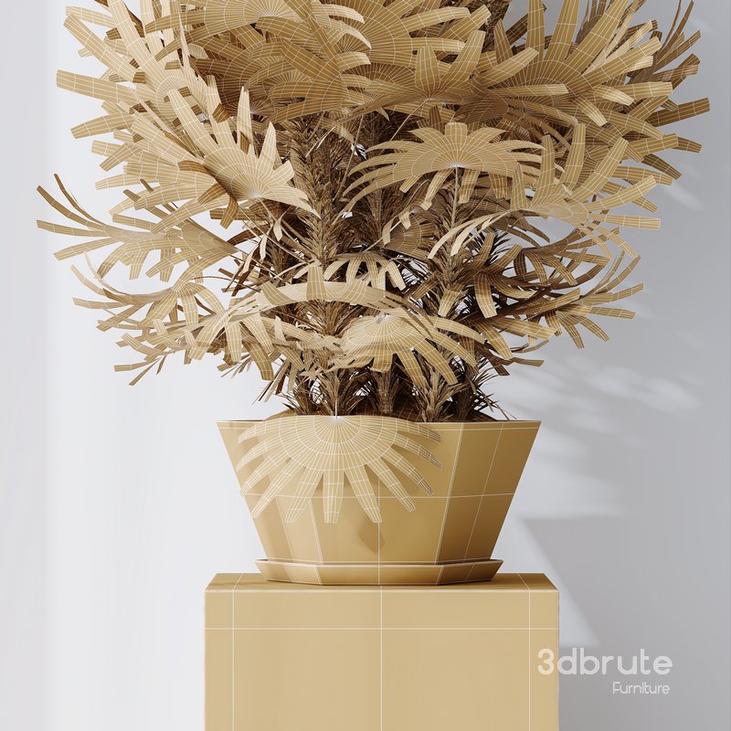 HQ Plants Rhapis Excelsa Lady Palm Hydro Care Set02 Image 5