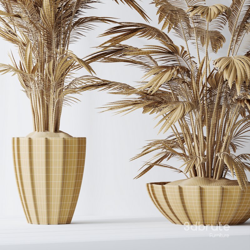 HQ Plants Areca Majesty Cat Reed Palm Set04 Image 5