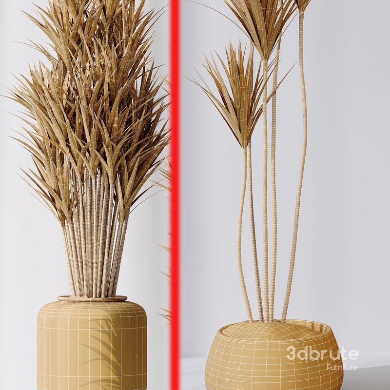 Yucca Elephantipes Gigantea Vase 007 Image 4