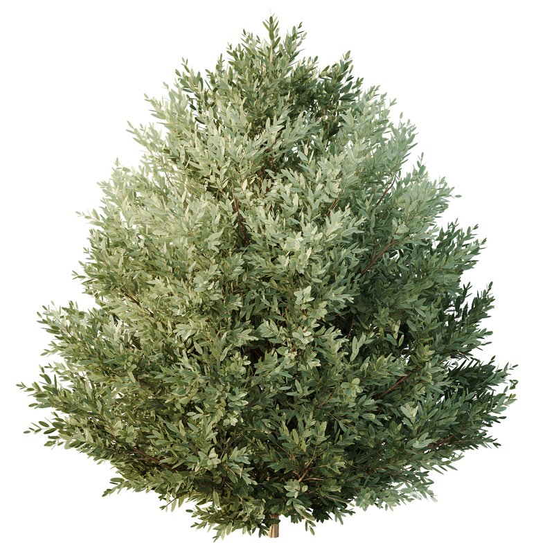 HQ Tree and bush garden box outdoor VOL 27 Image 5