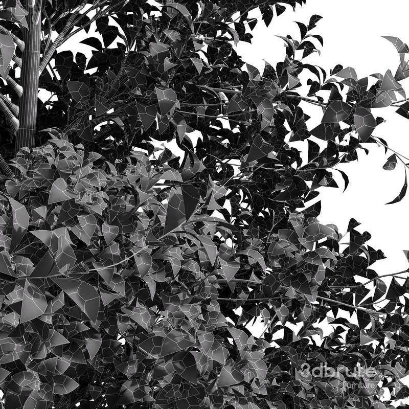 fall trees Maidenhair Ginkgo Image 5