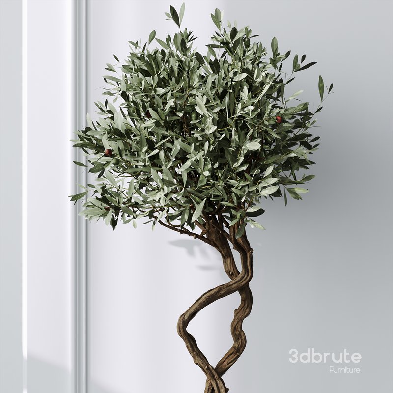 Mission Olive Tree Indoor Vase 02 Image 5