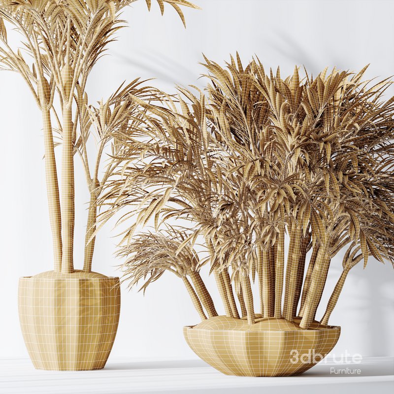 HQ Plants Areca Majesty Cat Reed Palm Set03 Image 5