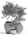 Olive Tree In Antique Pottery - Thumbnail 5