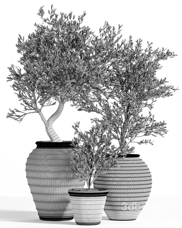 Olive Tree In Antique Pottery Image 5