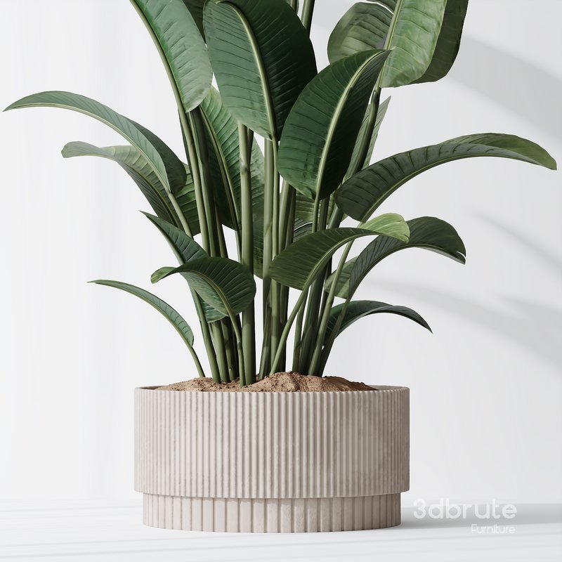 HQ Plants Bird Of ParadiseBird Vase Set01 Image 5