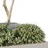 HQ Tree and bush garden box outdoor VOL 26 - Thumbnail 5