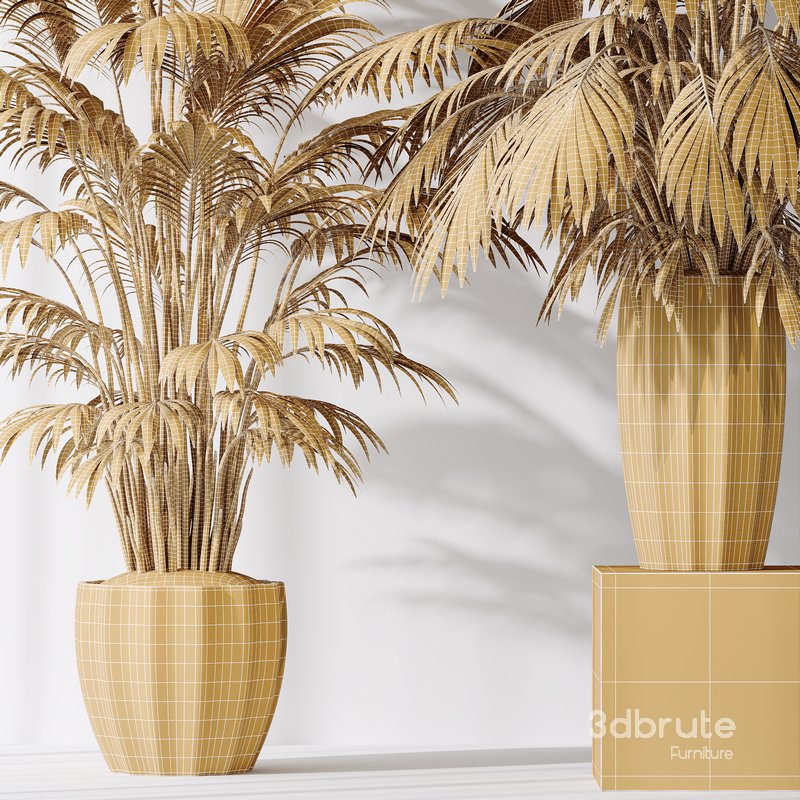 HQ Plants Areca Majesty Cat Reed Palm Set02 Image 5