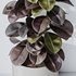 HQ HousePlants Rubber Ficus Elastica Abidjan Melany - Thumbnail 5