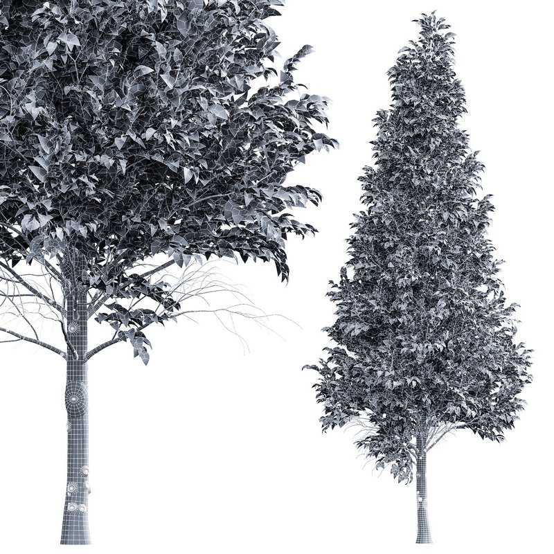 Carpinus Betulus 02 Image 5