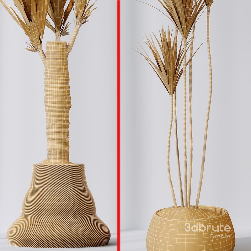 Yucca Elephantipes Gigantea Vase 09 Image 6