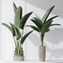 HQ Plants Bird Of ParadiseBird Vase Set02 - Thumbnail 6