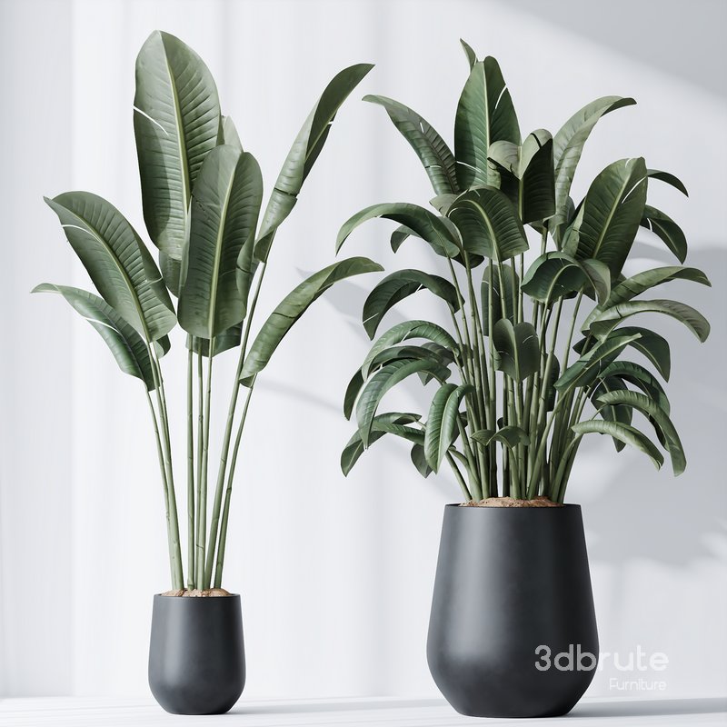 Bird Of ParadiseBird and Areca Majesty Vase 12 Image 6