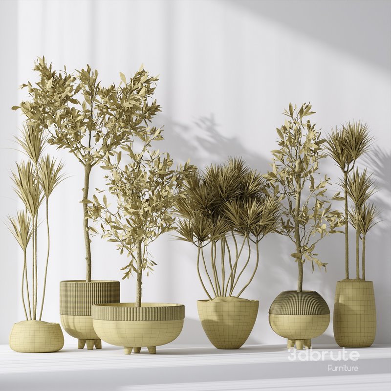 Yucca Elephantipes Gigantea and Mission Olive Tree Indoor Vase 03 Image 5