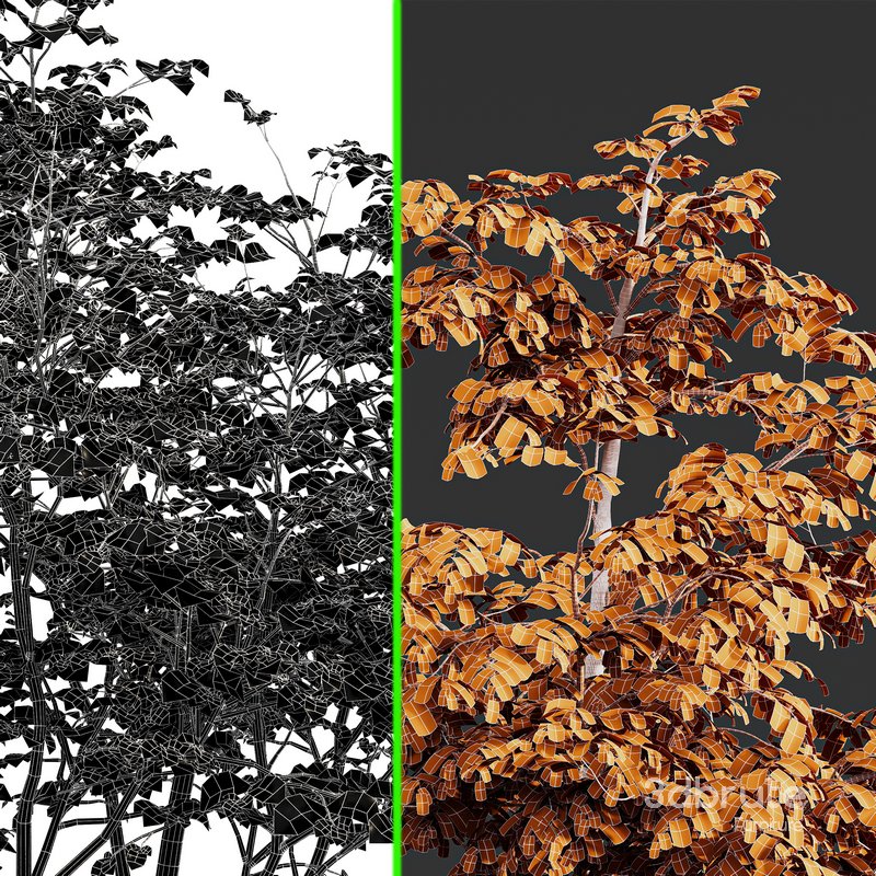 Carpinus Betulus and Hazel leave Image 7