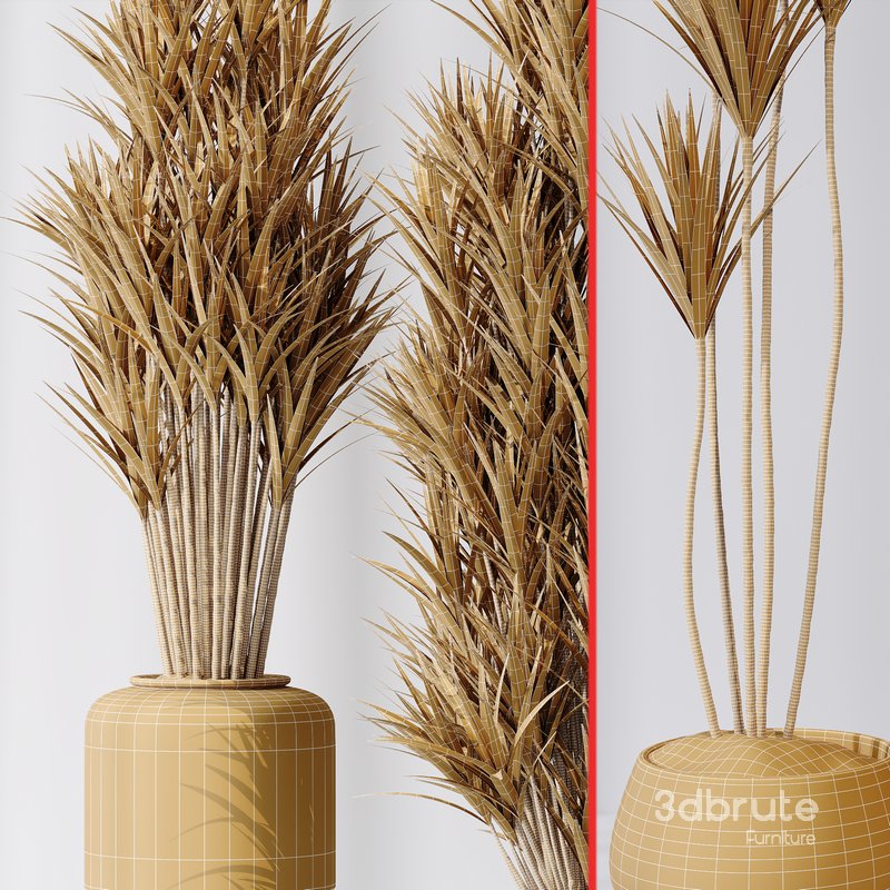 Yucca Elephantipes Gigantea Vase 06 Image 6