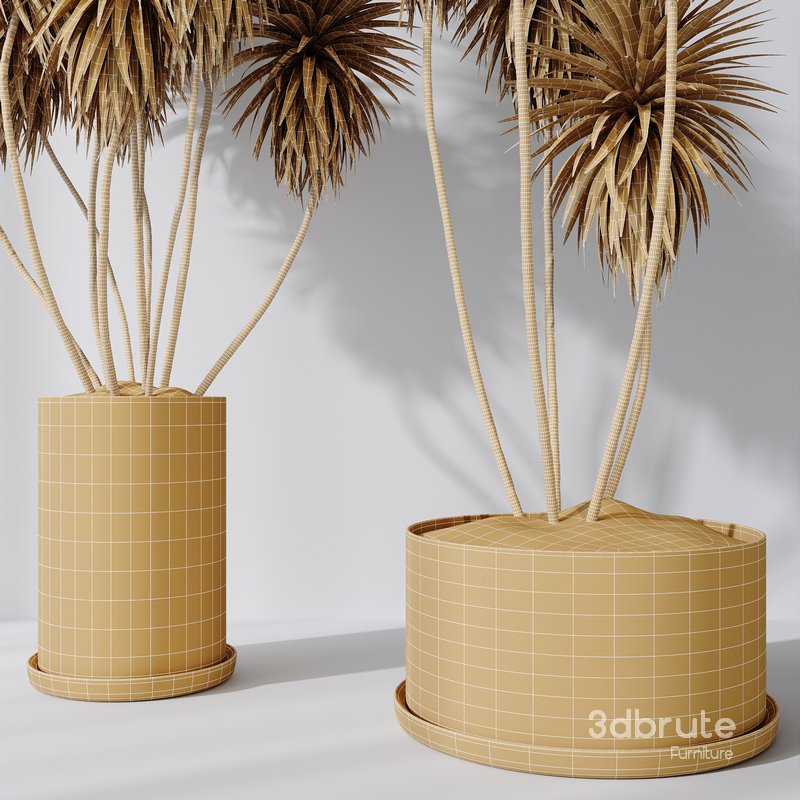 Yucca Elephantipes Gigantea and Mission Olive 04 Image 7