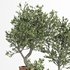 Olive Tree In Antique Pottery - Thumbnail 4