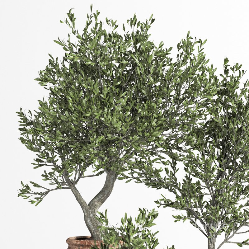 Olive Tree In Antique Pottery Image 4