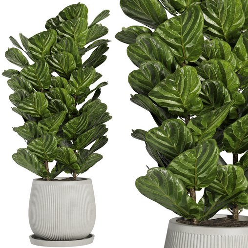 Indoor Plant Set42 – Ficuse in pot