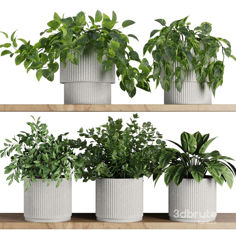 Plants on Shelf SetV8 Image 1
