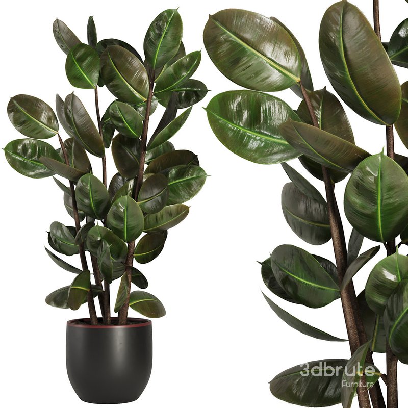 Indoor Plant Set44 Image 1