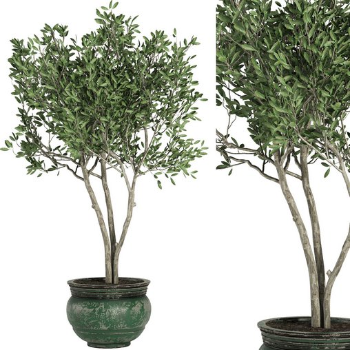 Indoor Plant Set41 – olive