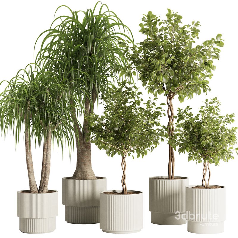 Indoor Plant Set49 Image 1