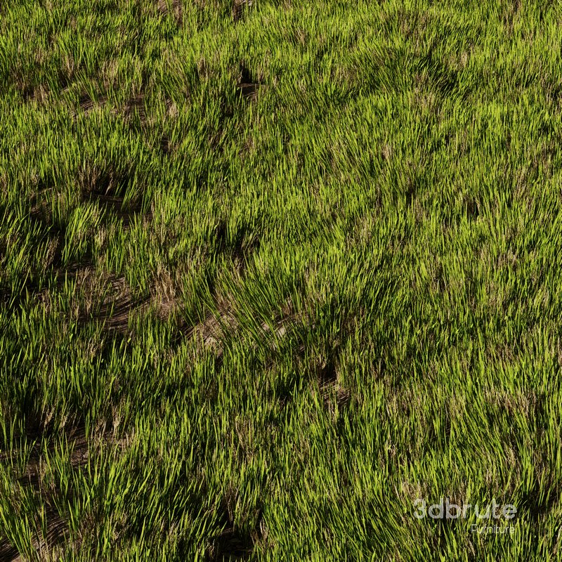 Wild Grass Image 1