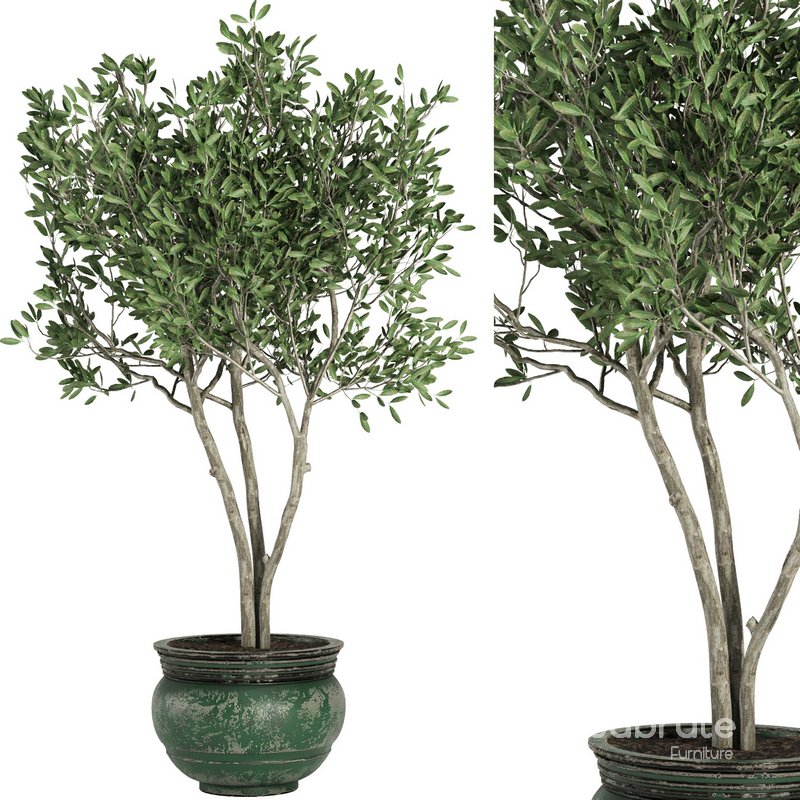 Indoor Plant Set41 – olive Image 1