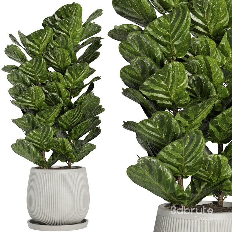 Indoor Plant Set42 – Ficuse in pot Image 1