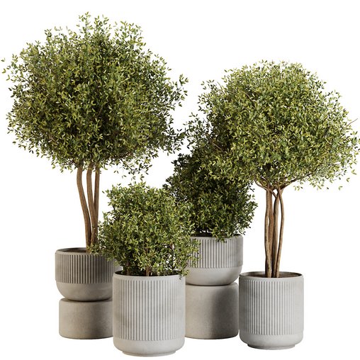 Indoor Plant Set43