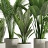 Indoor Plant Set45 - Thumbnail 2
