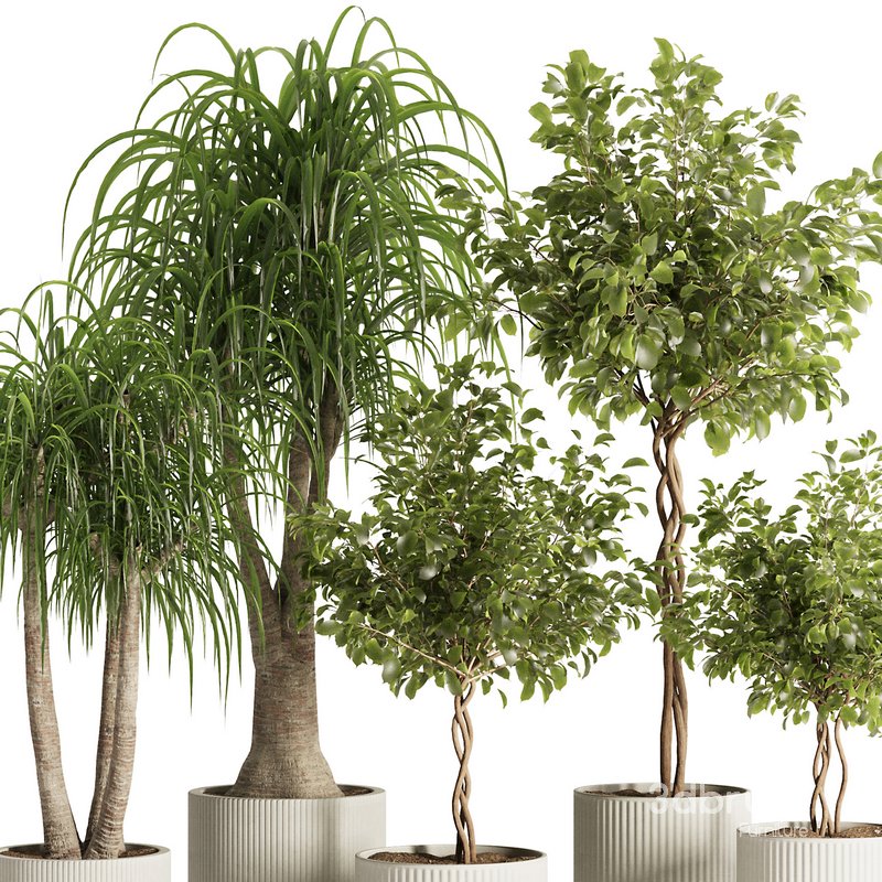 Indoor Plant Set49 Image 2