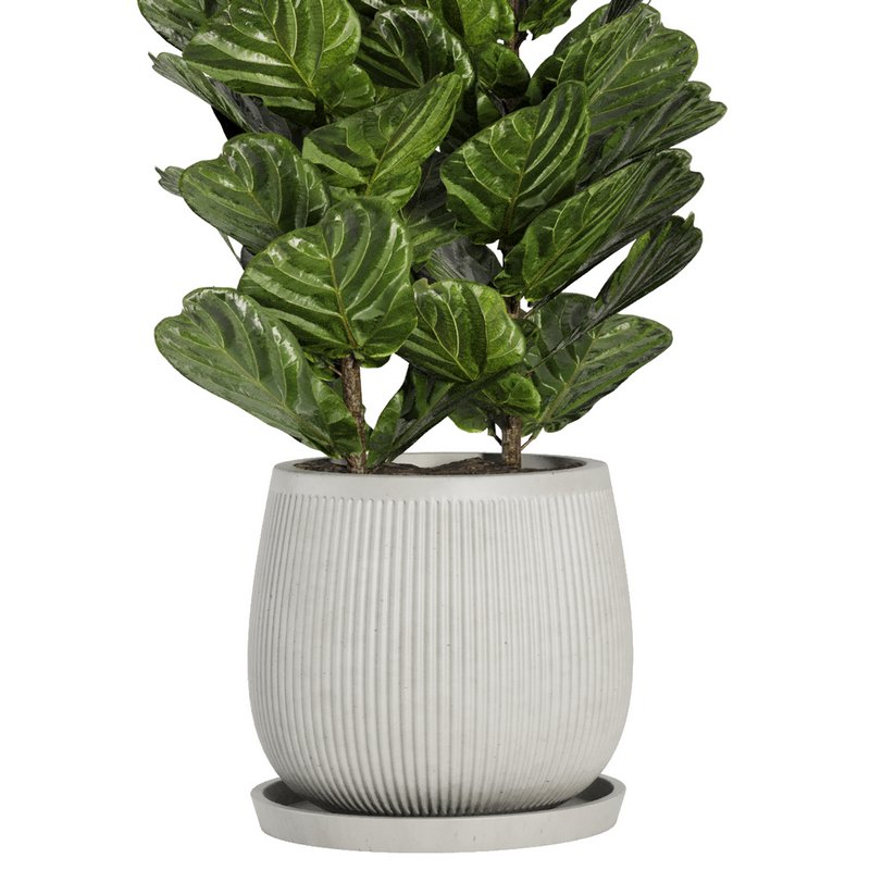 Indoor Plant Set42 – Ficuse in pot Image 2