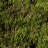 Wild Grass - Thumbnail 3