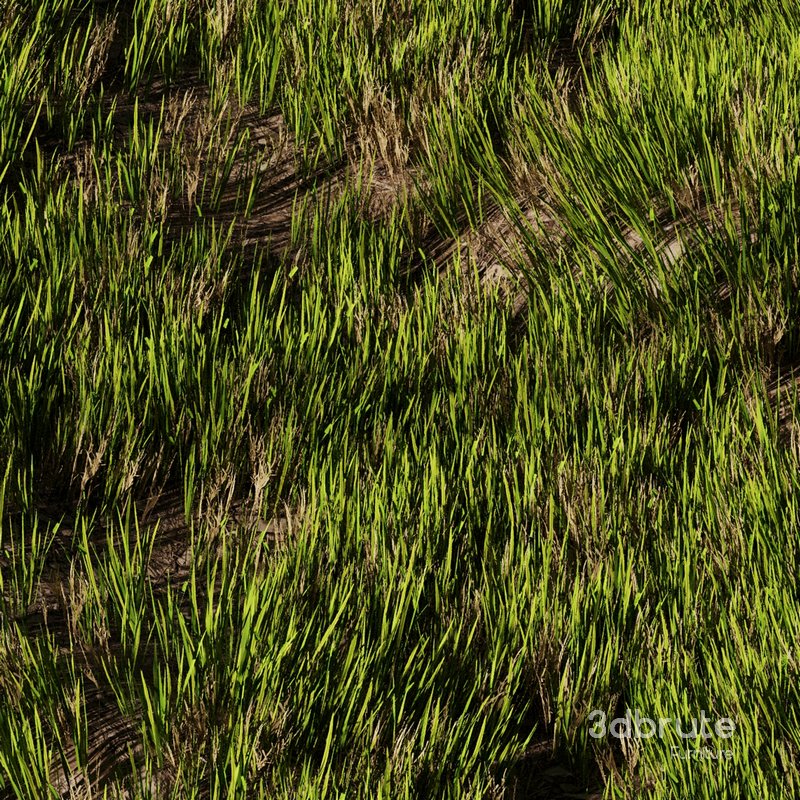 Wild Grass Image 3