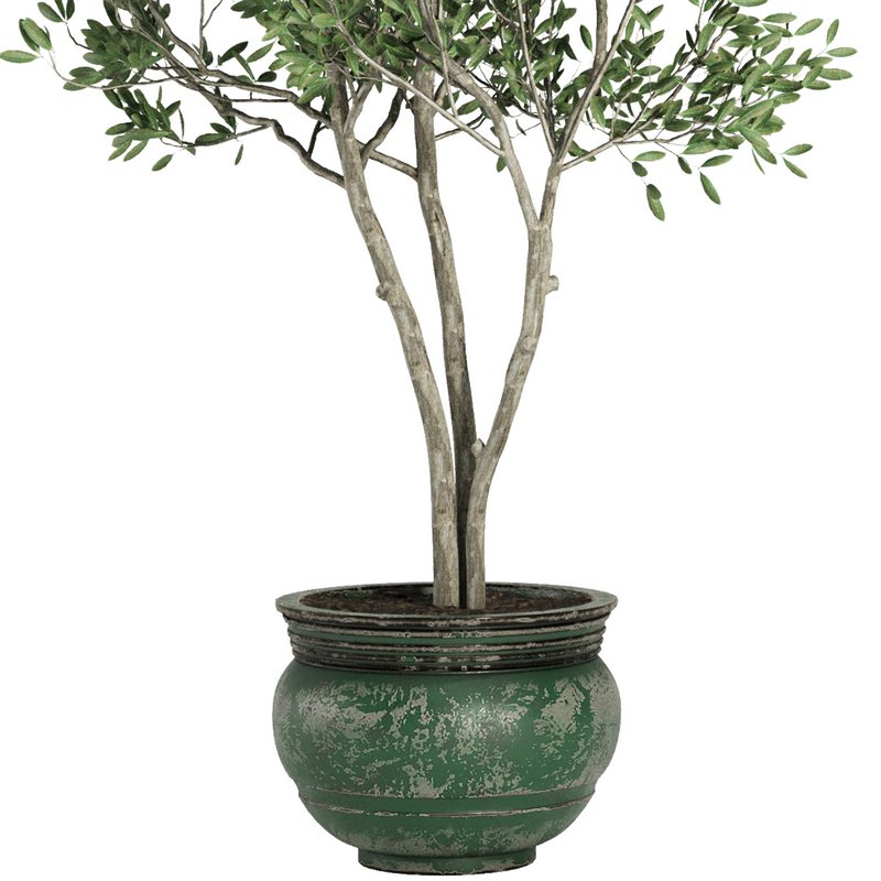 Indoor Plant Set41 – olive Image 2
