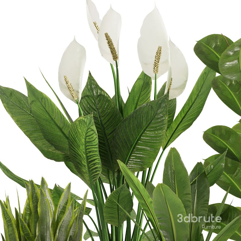 Indoor Plant Set47 Image 2