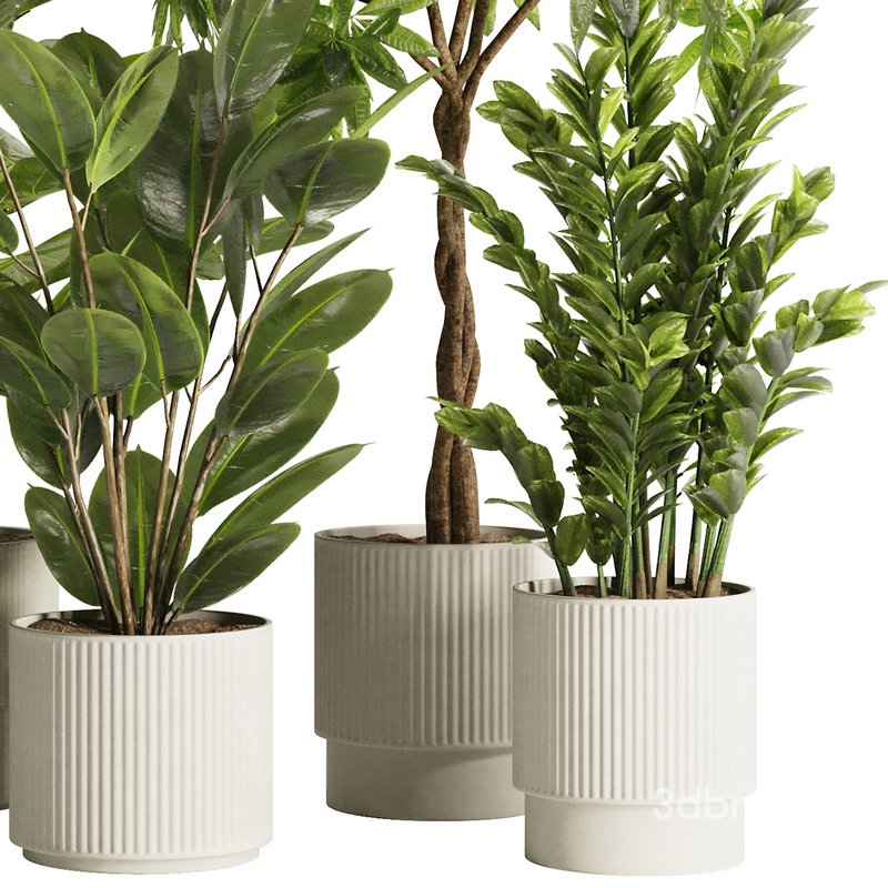 Indoor Plant Set48 Image 2