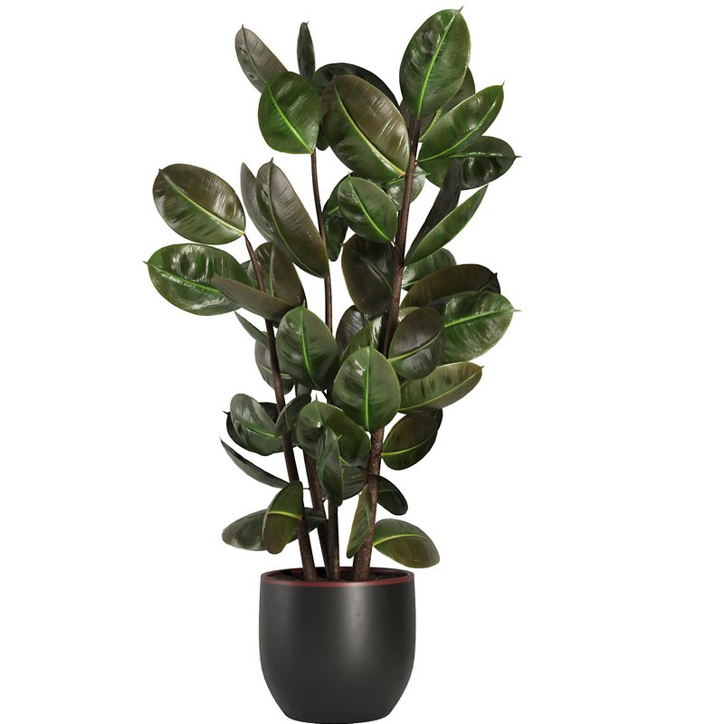 Indoor Plant Set44 Image 2