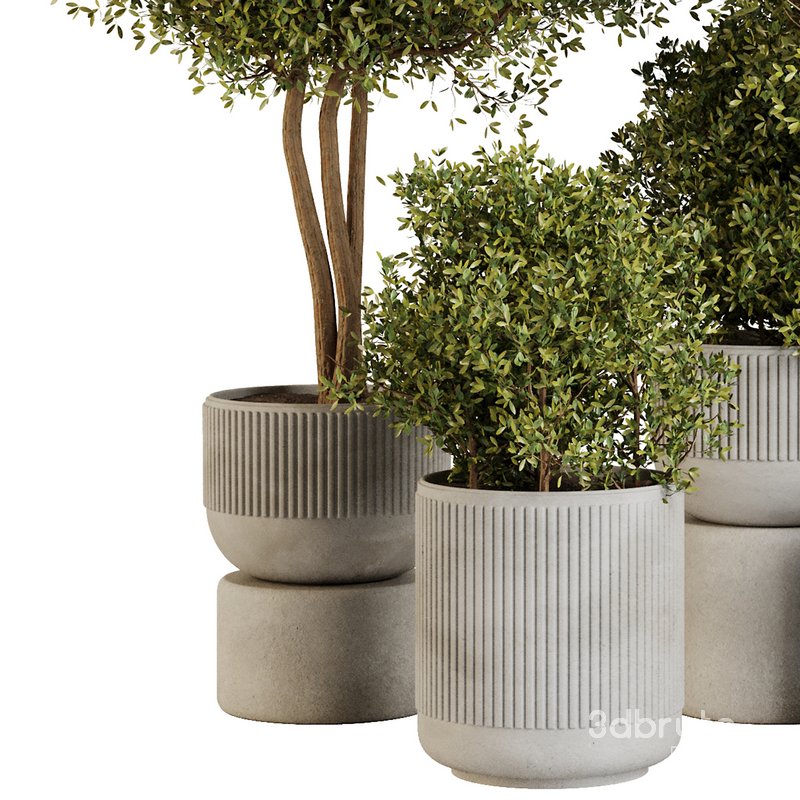 Indoor Plant Set43 Image 2