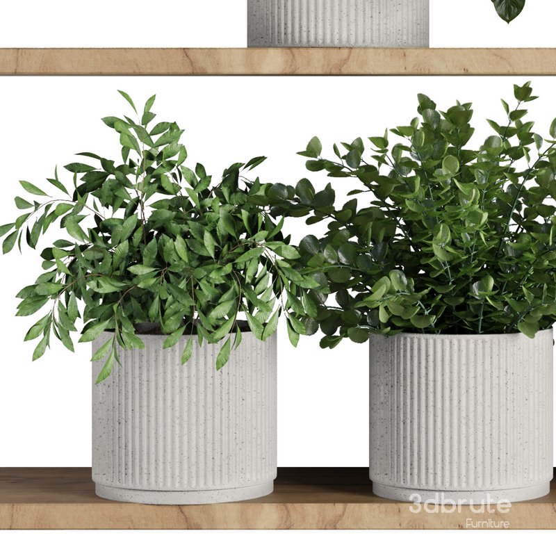 Plants on Shelf SetV8 Image 2