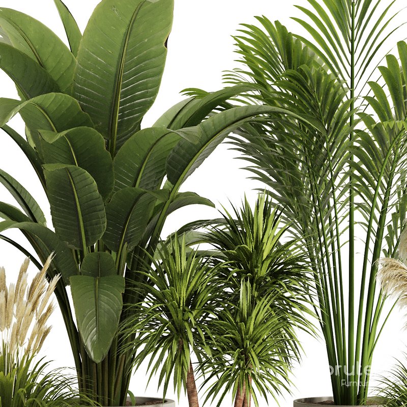 Indoor Plant Set50 Image 4