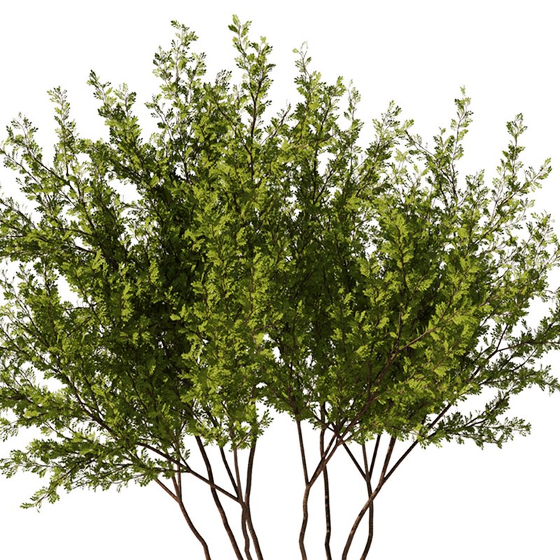 Gleditsia triacanthos tree7 – spring Image 2