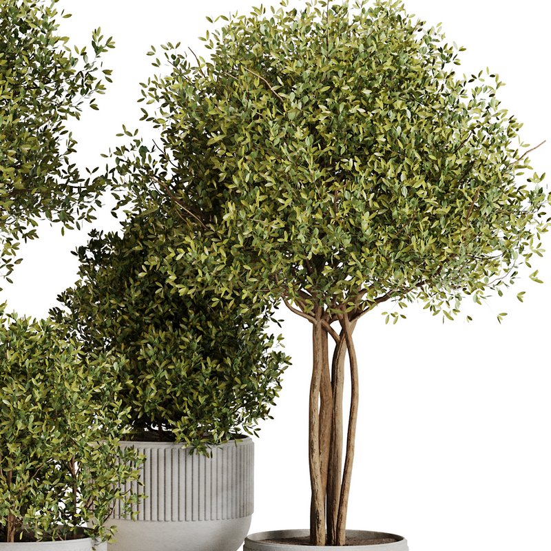 Indoor Plant Set43 Image 3