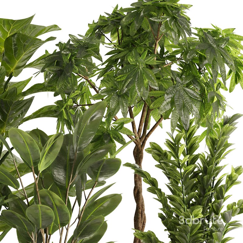 Indoor Plant Set48 Image 3