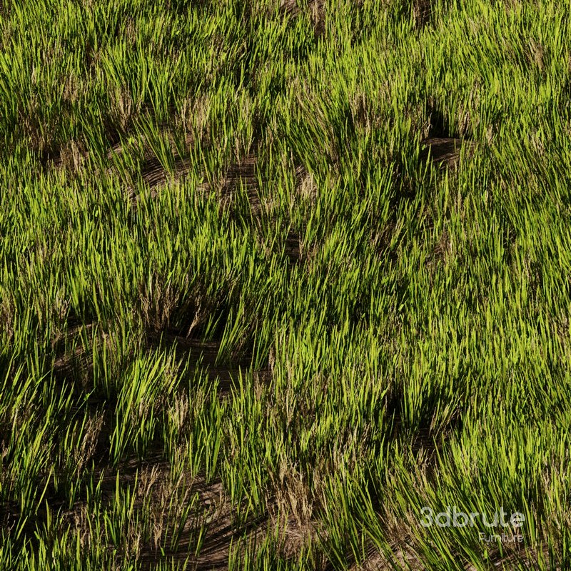 Wild Grass Image 2